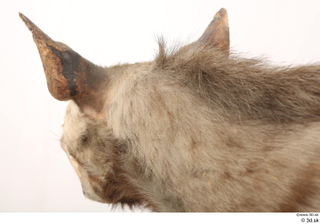 Striped Hyena Hyaena hyaena ear head neck 0001.jpg